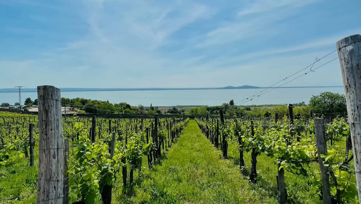 Ultimate dalmatian wine guide